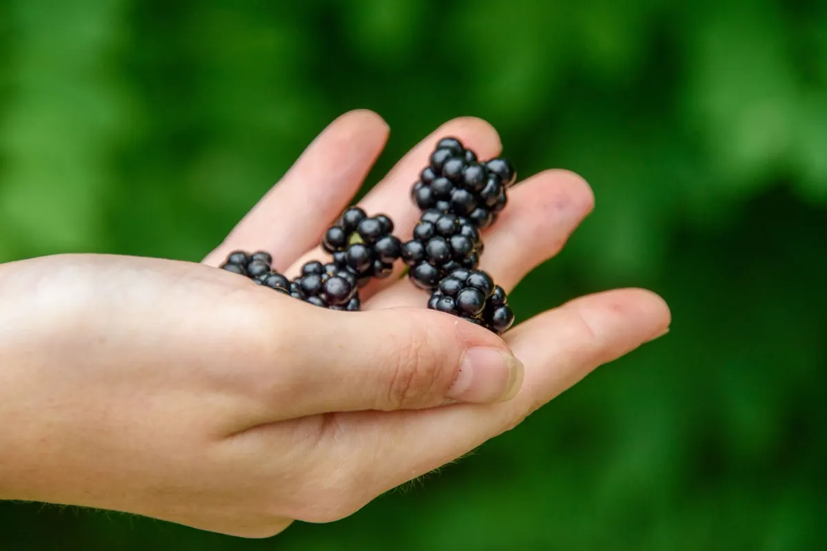 Is It Ripe? A Quick Checklist for 10 Everyday Fruits